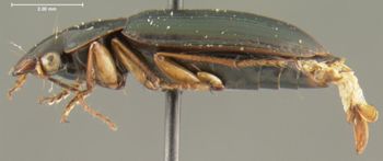 Media type: image;   Entomology 34663 Aspect: habitus lateral view